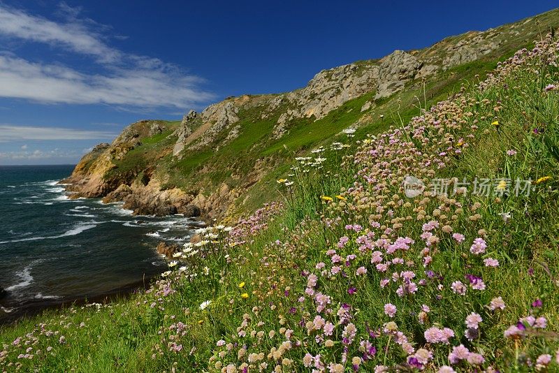 英国泽西岛的Le Pulec Wildflowers